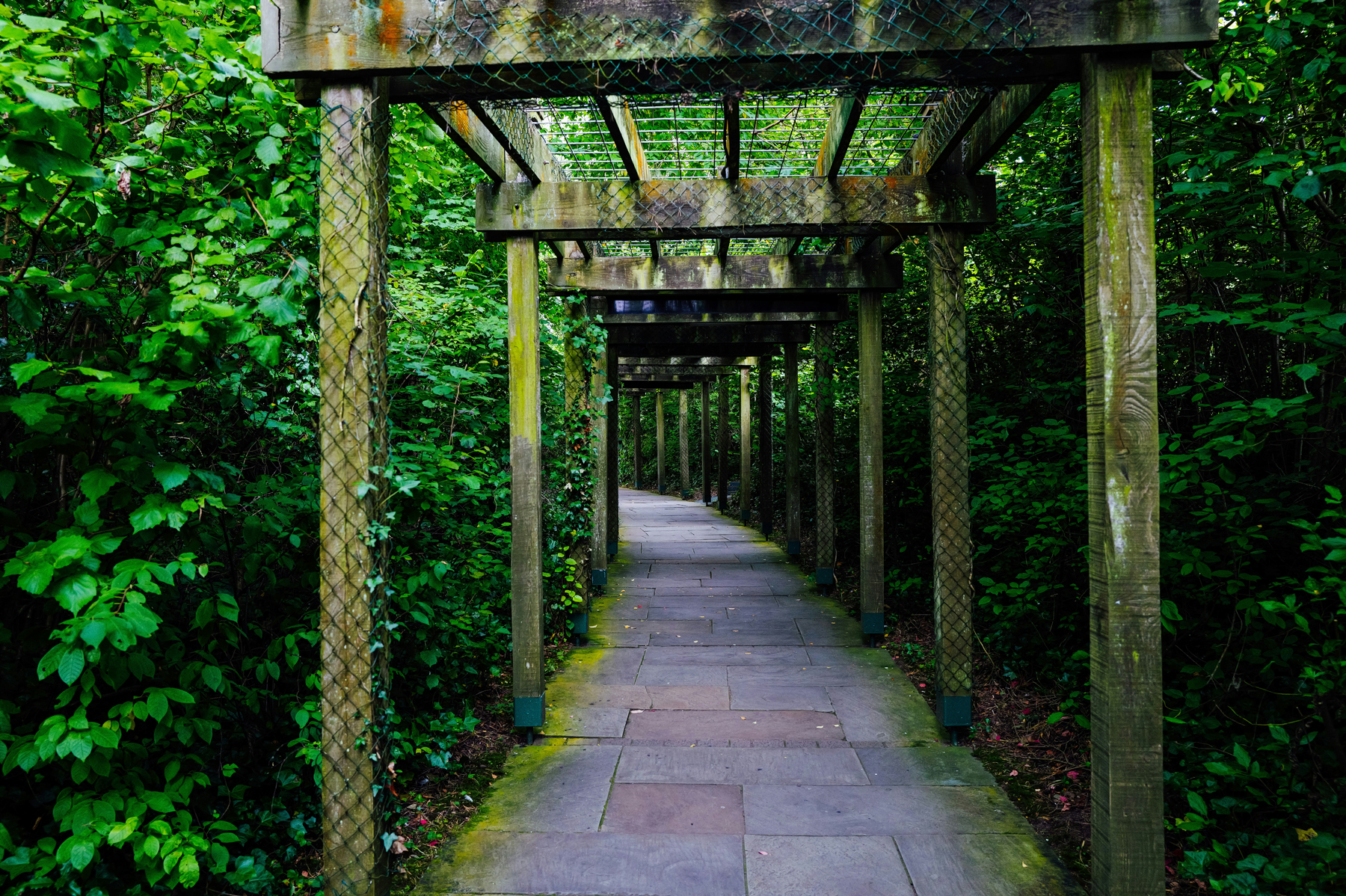 Schattiger Gartenweg mit starkem Grünbelag
