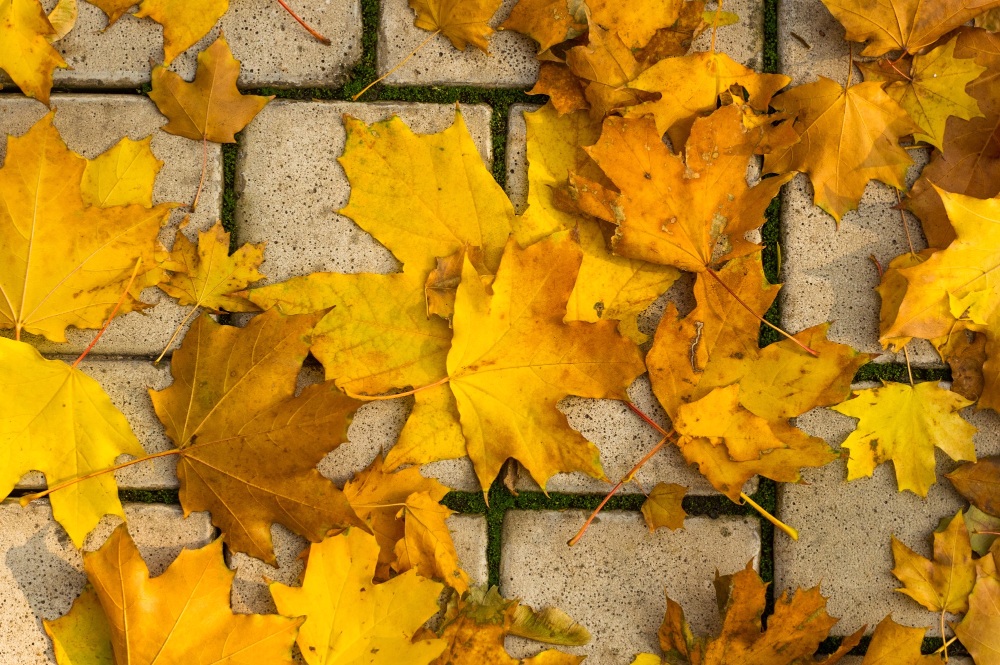 Terrasse im Herbst mit Grünbelag